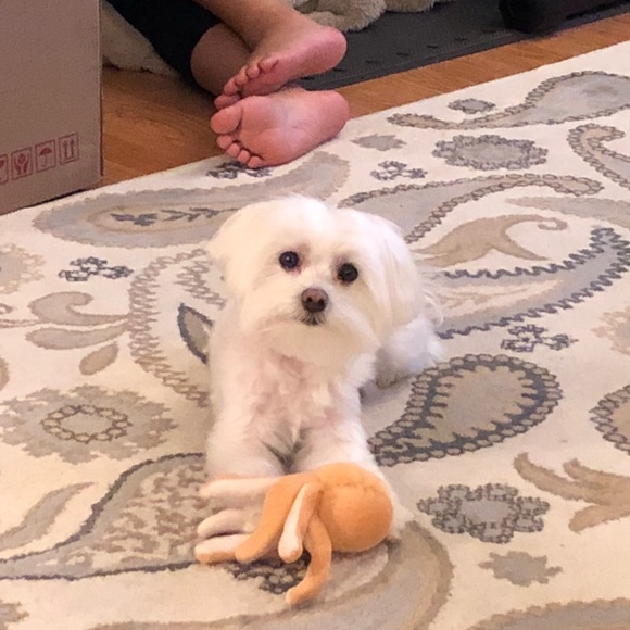 Meet your Posher, Joyce - Picture 1 of 1